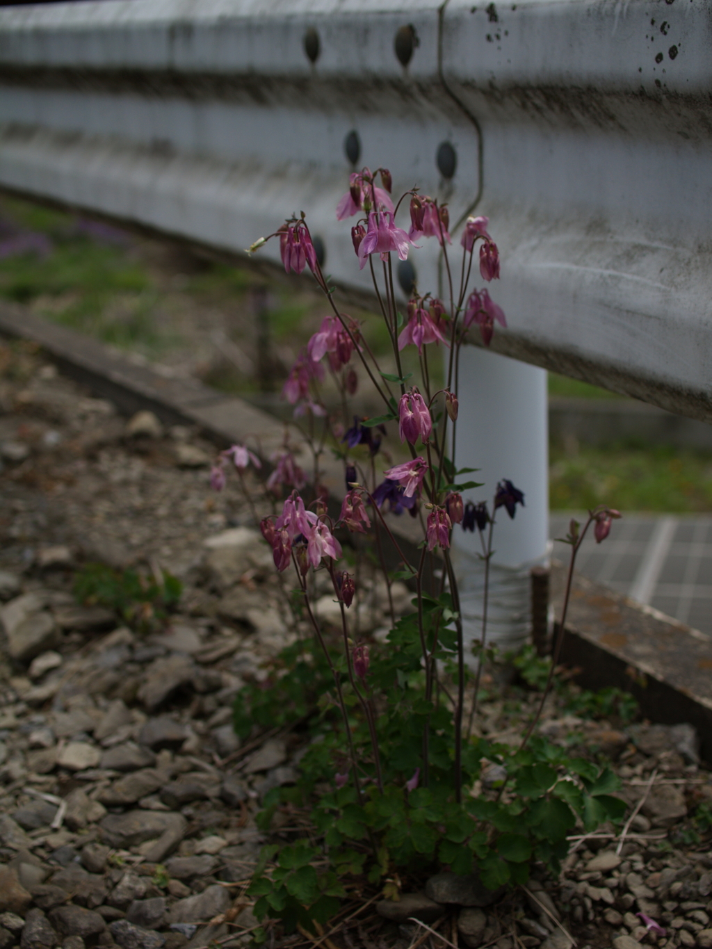花開く