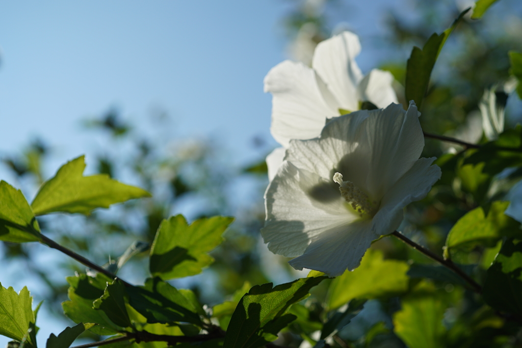 白いお花