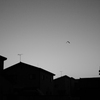 夕暮れにカラス