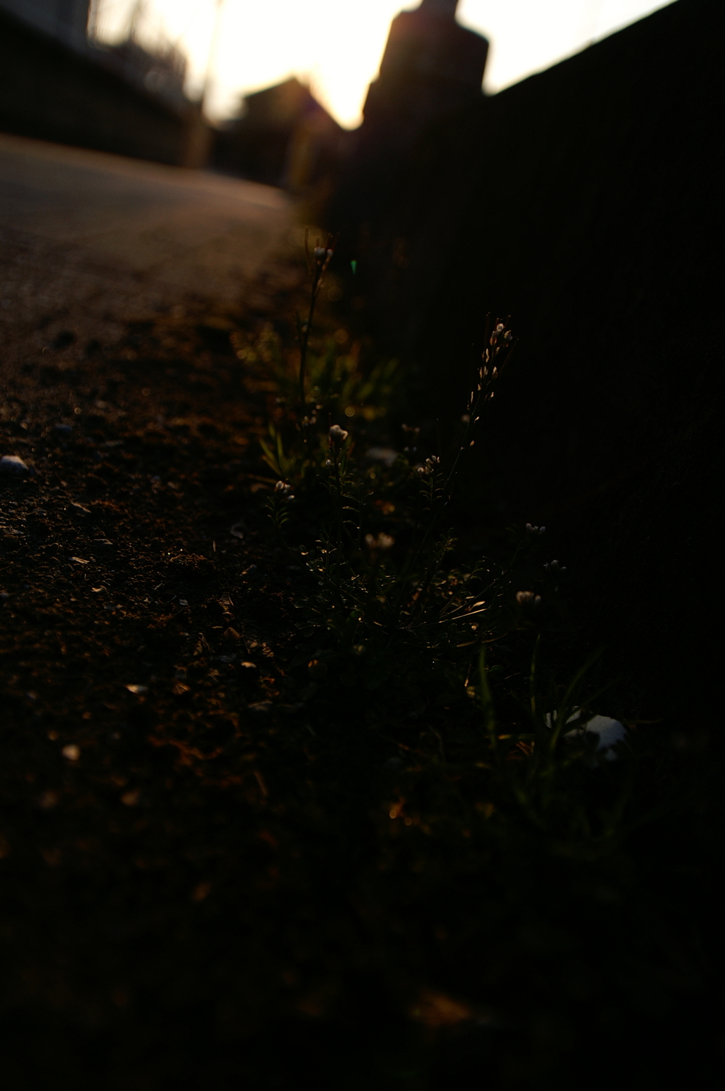 夜明けの歩道