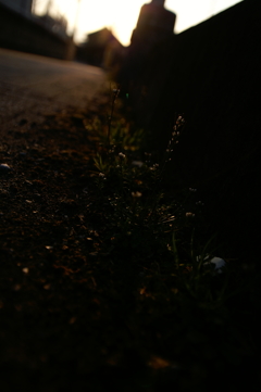 夜明けの歩道