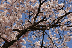 桜の幹