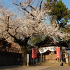 満開の桜