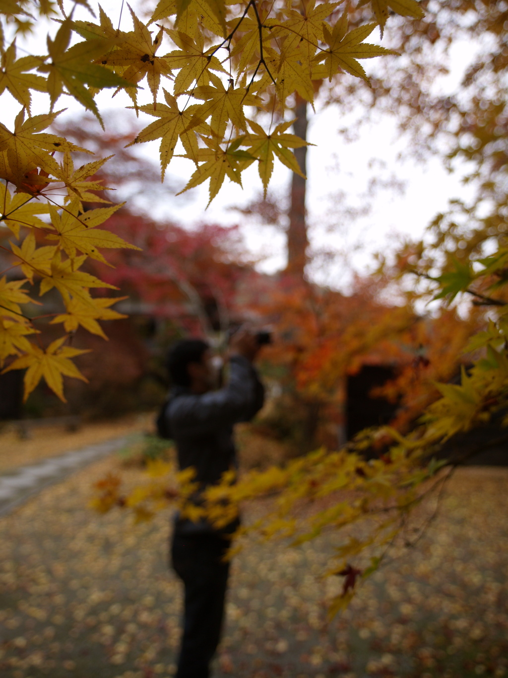 紅葉のスキマから