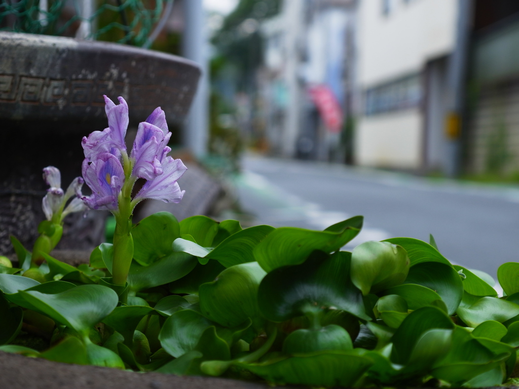 ホティアオイ