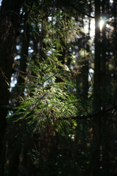 木漏れ日