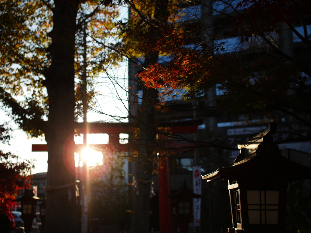 鳥居の向こうから