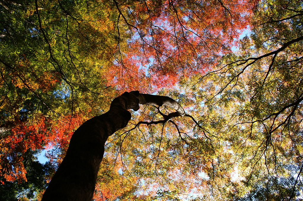秋ゆく空