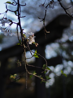 鳥居と