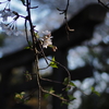 鳥居と