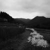 あぜ道は続く