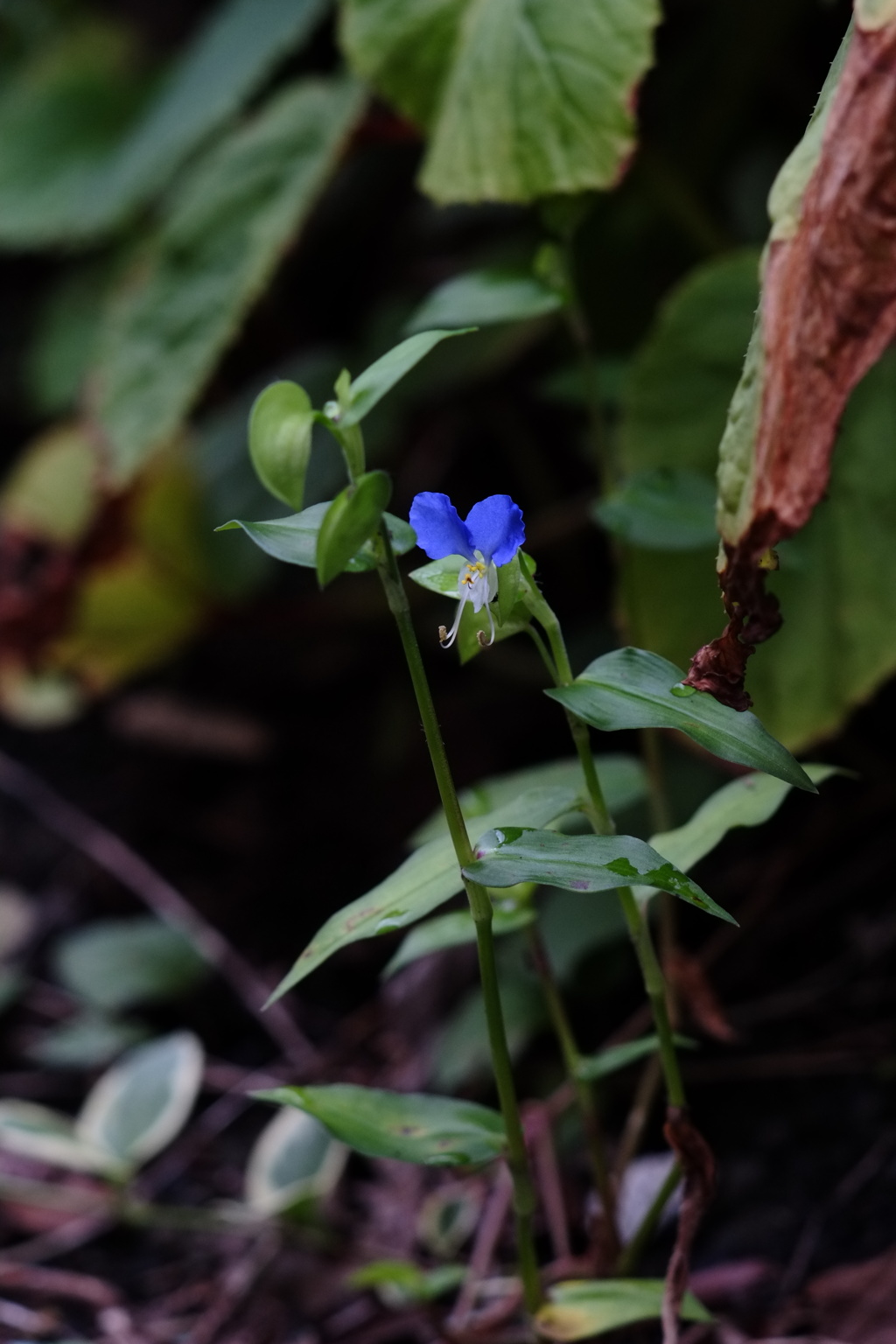 梅雨明け草