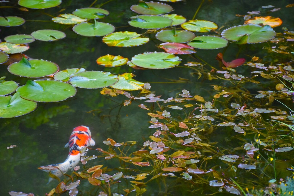 モネの池にて