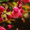 雫