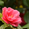 椿