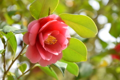 椿