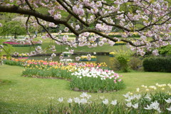 八重桜とチューリップ