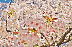 2019桜観賞