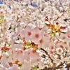 2019桜観賞