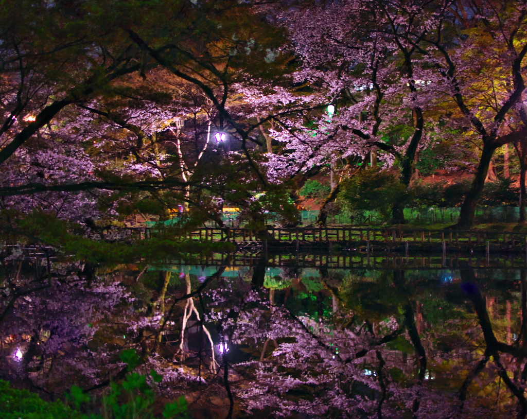 2019桜観賞