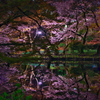 2019桜観賞