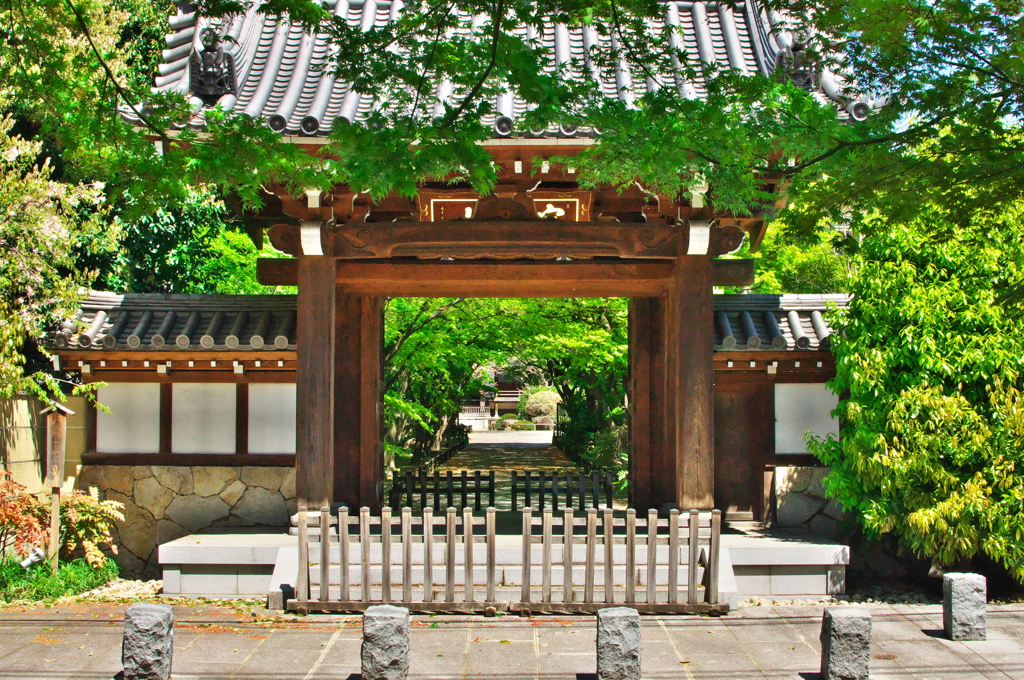 新緑観察