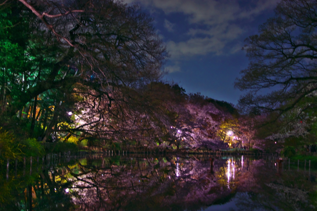 2019桜観賞