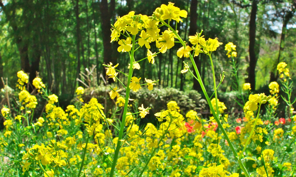 菜の花観察日記