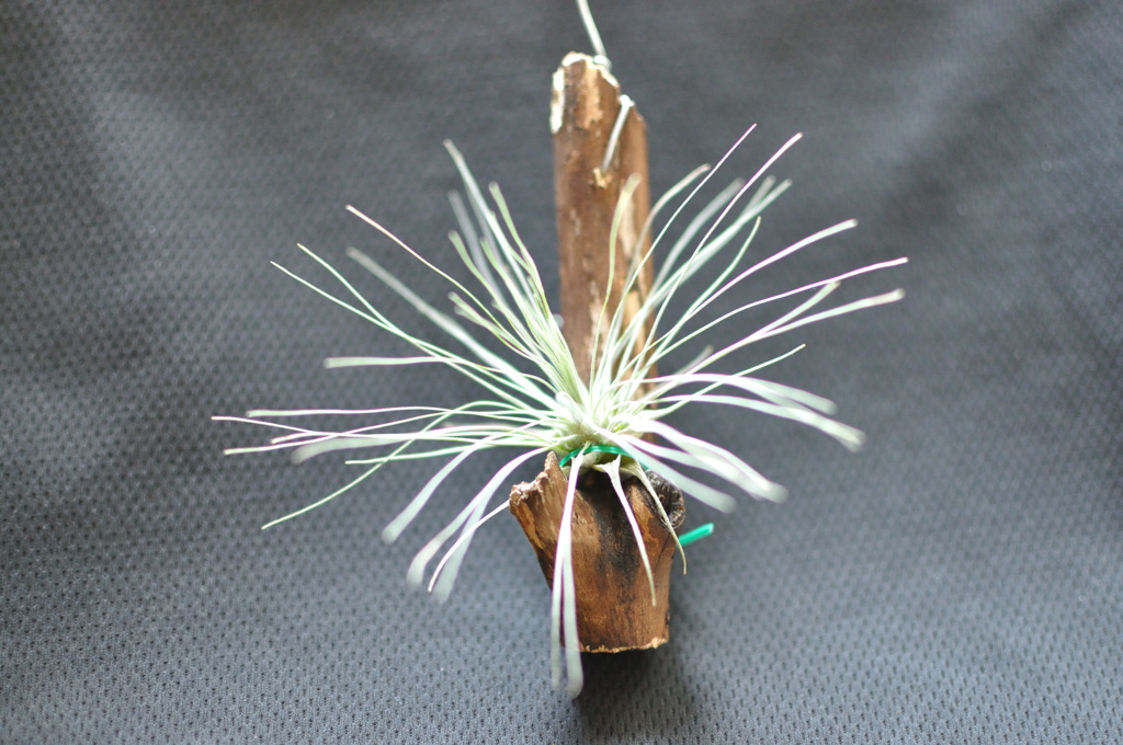 フックシー観察日記