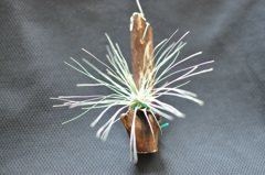 フックシー観察日記