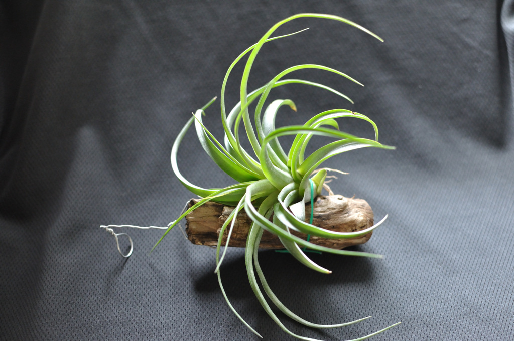 ブラキカウロス観察日記