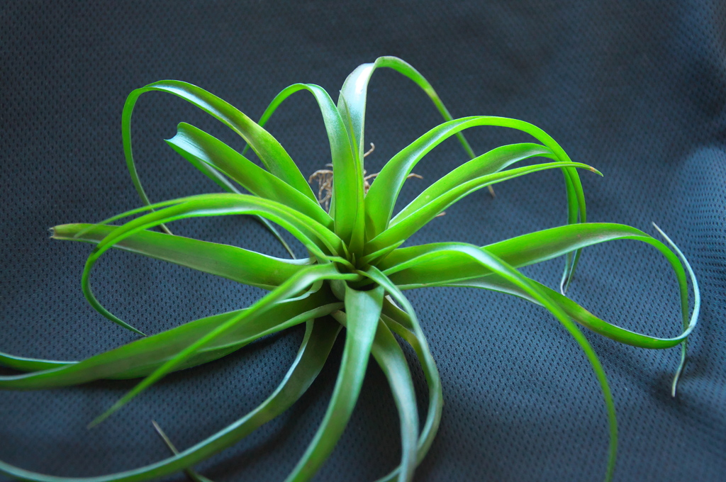 ブラキカウロス観察日記