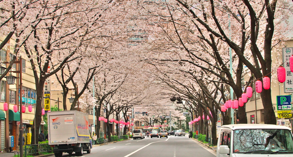 2019桜観賞