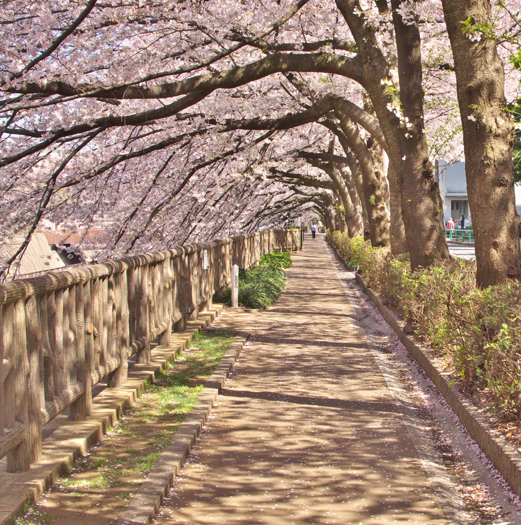 2019桜観賞