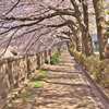 2019桜観賞