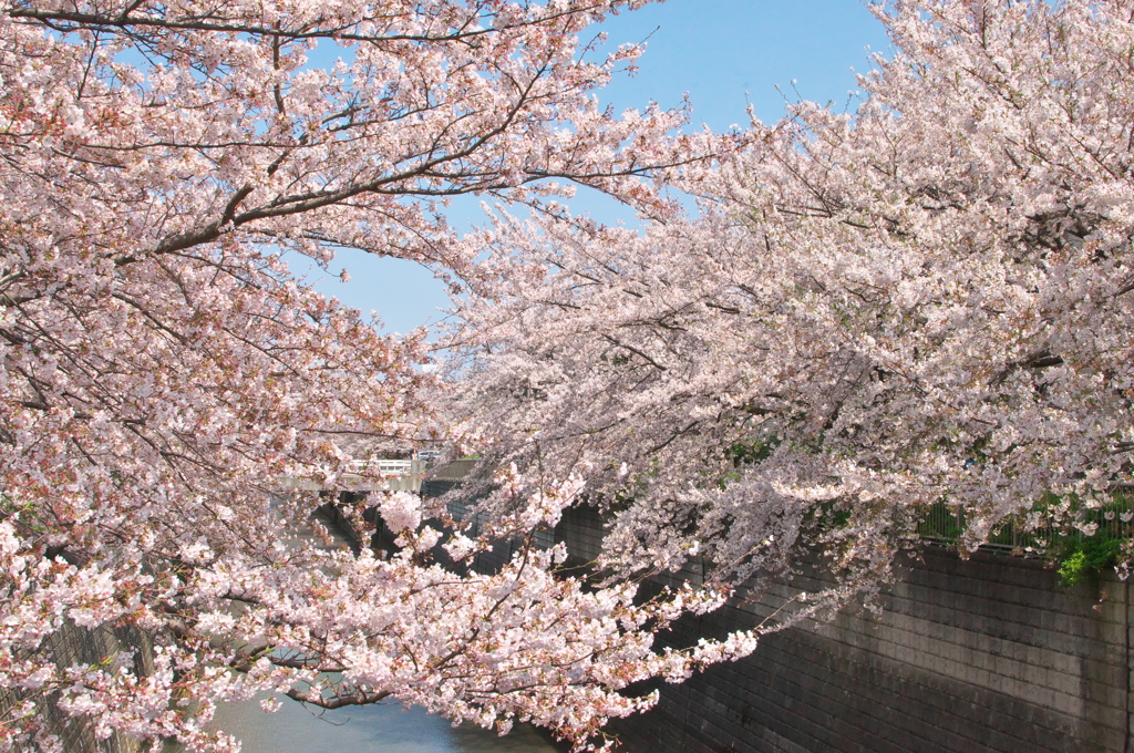 2020桜鑑賞