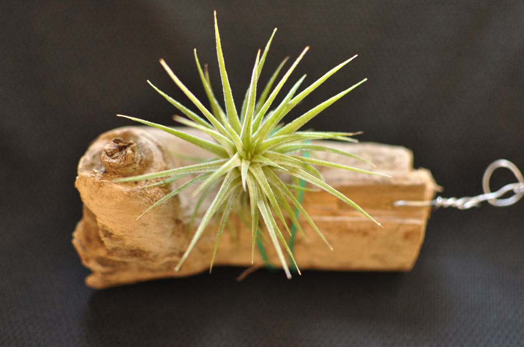 イオナンタ観察日記