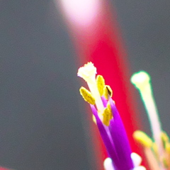 ブラキカウロスの花観察日記