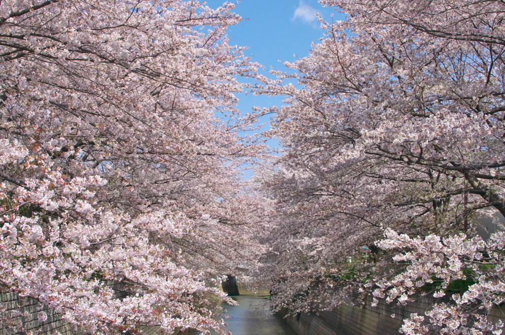 2020桜鑑賞