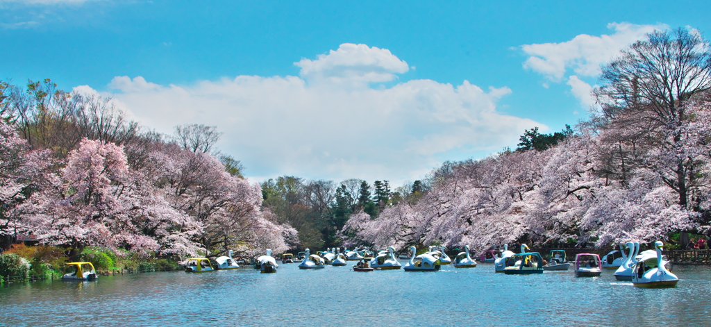 2019桜観賞