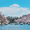 2019桜観賞