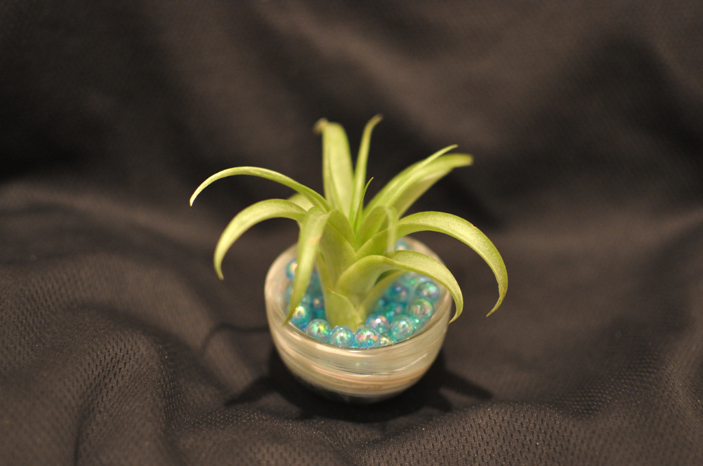 ブラキカウロス