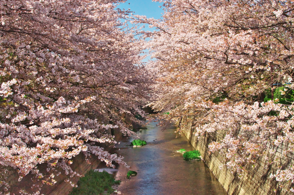 2019桜観賞