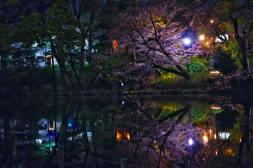 2019桜観賞