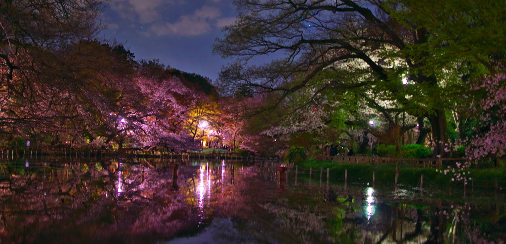 2019桜観賞