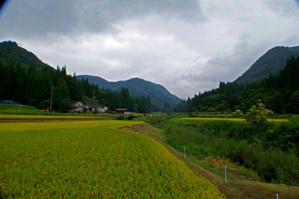 鏡野町の田んぼ