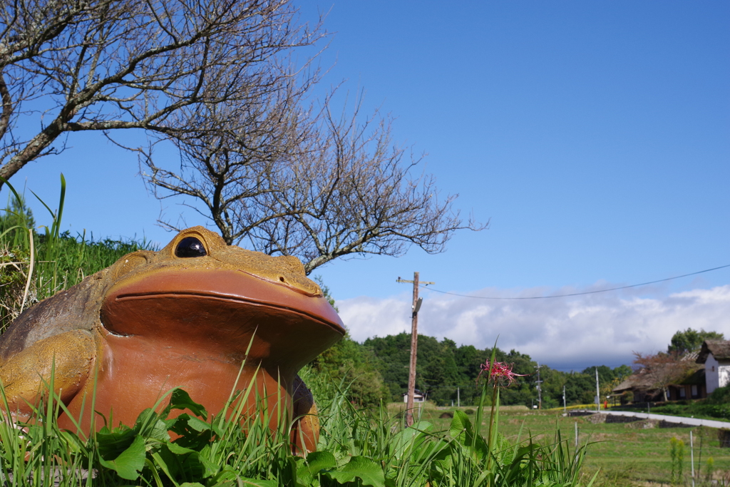 八塔寺のかえる