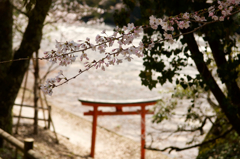 桜と鳥居