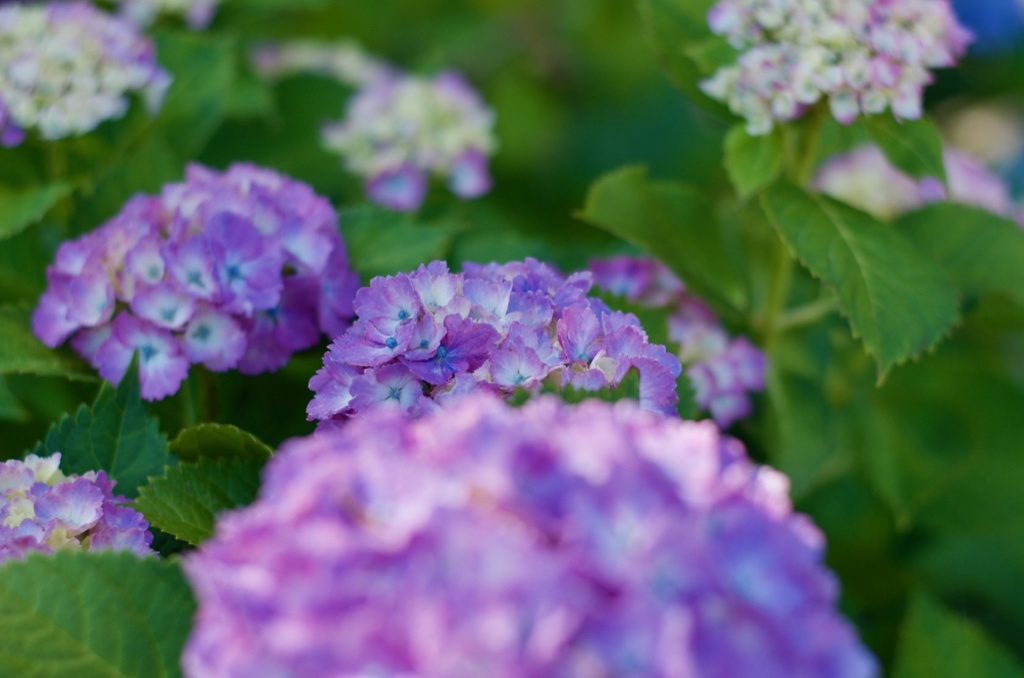 紫陽花