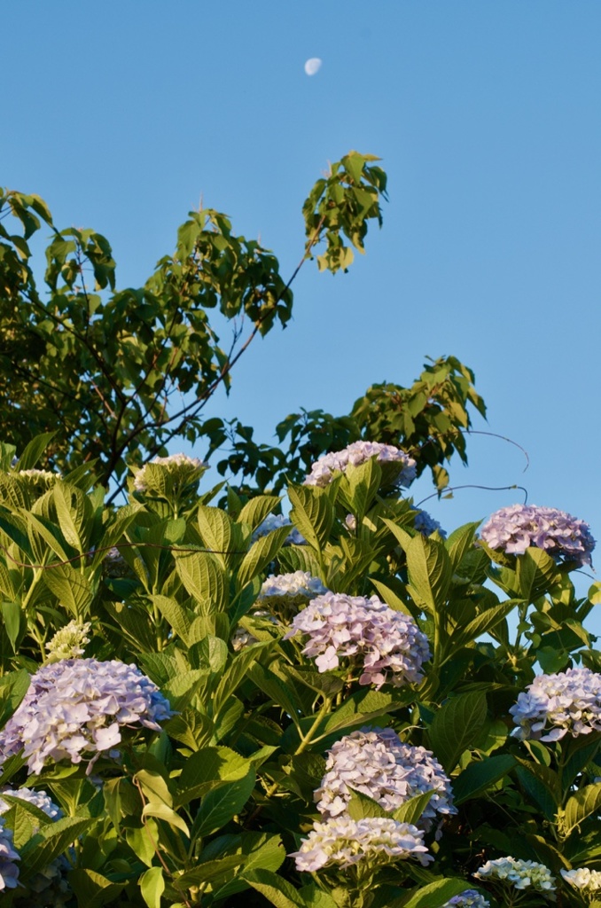 紫陽花